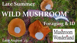 Edible Wild Mushrooms Forage and ID Late Summer 2023 [upl. by Liam]