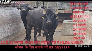 M 51 or FT 328 ka बेटा साथ मे 151और 145 बुल जिसके टॉप रिजल्ट आएंगे मिलते है मोगा मेले मे चडीक मंडी [upl. by Mell]