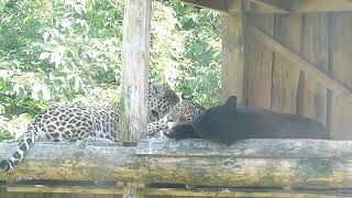 Vackra Jaguarer Beautiful jaguars Black Panther Panthera Onca [upl. by Enel]