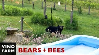 BEARS Uh oh Building a Fence for Bees [upl. by Vasquez]