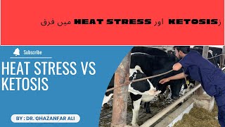 Ketosis vs Heat Stress in Livestock Key Differences farming dairyfarming ketosis heatstress [upl. by Hasseman]