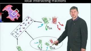 Microscopy Fluorescence Lifetime Imaging Microscopy FLIM Philippe Bastiaens [upl. by Adlin454]