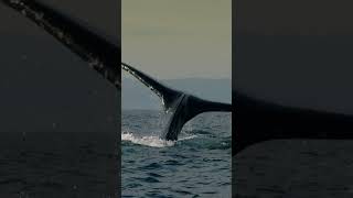 Humpback whale diving down [upl. by Sakul380]