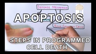 Overview of Apoptosis  Steps Explained [upl. by Ellesig]