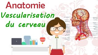 Anatomie  La vascularisation du cerveau  cours de 2 ème année médecine [upl. by Issim229]