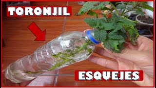 COMO OBTENER PLANTAS DE TORONJIL CON PORCIONES DE TALLO O ESQUEJES [upl. by Odlanier530]