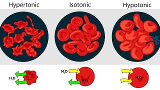 Osmolarity Osmolality and Tonicity [upl. by Anitirhc700]