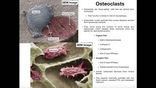 Physiology of the Osteoclast [upl. by Irving994]