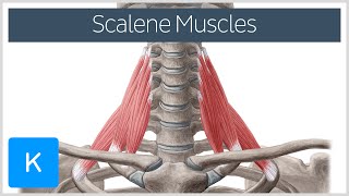 Scalene Muscles of the Neck  Human Anatomy  Kenhub [upl. by Ellswerth461]