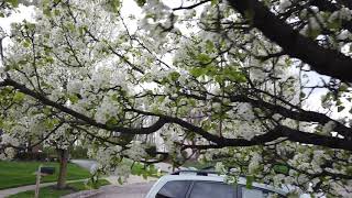 Pear tree blossom [upl. by Atalanti538]