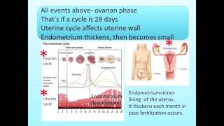 Female Reproduction Song [upl. by Ginny]