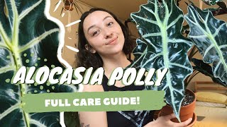 ALOCASIA POLLY PLANT CARE  dormancy propagation  more  alocasia amazonica [upl. by Hanoy598]