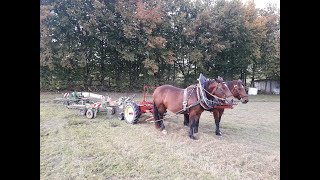 3 Schnitt Grassilage schwaden mit Stoll Doppelschwader und Pferden  Ich glaube an das Pferd [upl. by Eentrok]