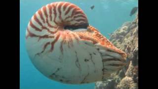 The Chambered Nautilus [upl. by Aisa]