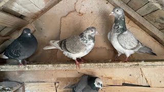 Pigeons Tipplers on loft 2023 [upl. by Malita]