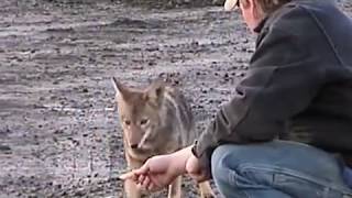 Feeding Wild Coyote [upl. by Aracat]