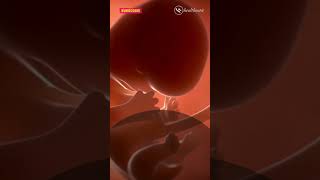 13 Weeks Pregnant  Symptoms amp Baby Growth  pregnancy pregnant 13weekspregnant babyinwomb [upl. by Coltson]