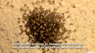 Jungspinnen im Frühling Kreuzspinne  Araneus Diadematus [upl. by Oinotnaocram605]