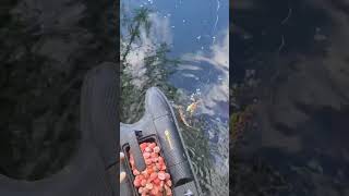 Pescuit la crap  pescuit plantat fishing carpfishing carp fishingvideo ridgemonkey baitboat [upl. by Girhiny]