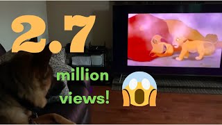 dog emotional reaction to Lion King scene must watch dont cry [upl. by Anaujik880]