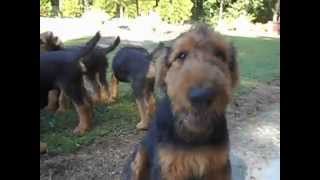 S amp S Family Airedales  My Whole Dog Pack [upl. by Cutcliffe877]