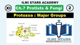 Major Groups of Protozoa Class 11 Biology Chapter 7 Protists and Fungi [upl. by Llerehs136]