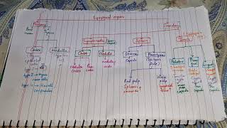 HISTOLOGY OF LYMPHOID ORGANS FLOW CHART [upl. by Gildus]