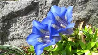 Gentiana acaulis [upl. by Dronel]