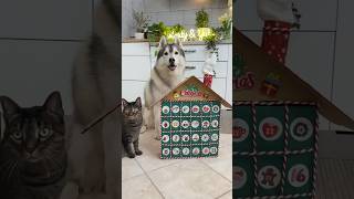 CREO un CALENDARIO dell’AVVENTO per CANI e GATTI🐶🎅🏼😻 cane dog gatto cat tutorial handmade [upl. by Em]