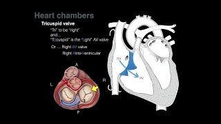 Overview of Heart Anatomy Tutorial [upl. by Sabah]