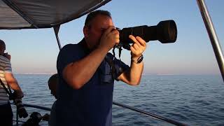 BirdLife Malta Shearwater Boat Trips 2022 3 [upl. by Ahselet]