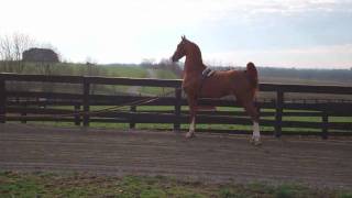 SA DS TOMCAT at Singing Hills Stable  American Saddlebred Stallion [upl. by Aihtennek]