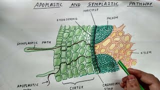 Apoplastic and Symplastic PathwayDrawing [upl. by Essyla]