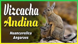 LA VIZCACHA ANDINA – ESPECIE EN PELIGRO DE EXTINCIÓN EN HUANCAVELICA [upl. by Macur770]