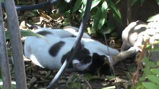 Cat mating season How cats make love 2014 feb 19th wed 1 40pm M2U00583 [upl. by Bryna]