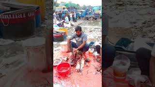 Rui mach katar sohoj opai fishpreparation fish fishcooking fishing [upl. by Suhploda657]