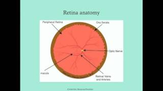 Eye test for Retinopathy of Prematurity [upl. by Htbazile]