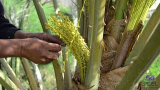 Date Palm Pollination Easy and Effective Method [upl. by Zachary437]