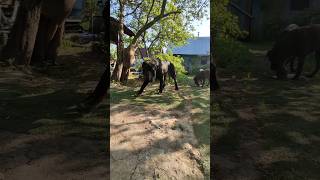 Неаполитанский мастиф Маля Neapolitan Mastiff Malashorts [upl. by Soule]