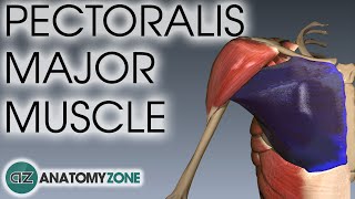 Pectoralis Major Muscle Anatomy  AnatomyZone [upl. by Salkin]