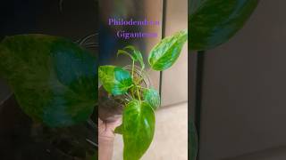 philodendron giganteum tissueculture tc update aroids plants variegatedplants variegated 🌿🌿 [upl. by Conchita]