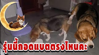 รุ่นนี้ถอดแบตตรงไหน‼️ salinadogfamily beagle beaglefamily salinaหนูนา [upl. by Kcorb465]