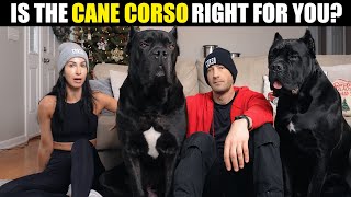 Is the Cane Corso right for you [upl. by Enidan]