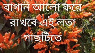 বাগান ভরে যাবে ফুলে মাত্র ৫০ টাকার এই লতা গাছটিতে। Bignonia venusta [upl. by Natsyrt455]