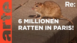 Ratten in Paris  gefährliche Plage  ARTE Re Reupload [upl. by Manon886]