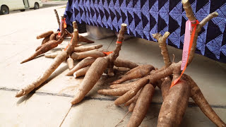 African Cassava Agronomy Initiative ACAI – Press conference FRENCH CAPTIONED [upl. by Grassi25]