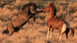 South Steens stallion quotValorquot in battle for mares [upl. by Killen]