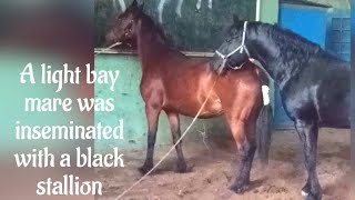 A light bay mare was inseminated with a black stallion [upl. by Salzhauer]