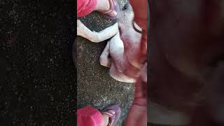 Cleaning ticks form doggy 🐶🐕🐕🐶🐕🐕 dailyvlogs dogvlogs  dogs cleaning ticks 🐕🐶🐕🐕🐕🐕🐶🐕🐕 [upl. by Jared]