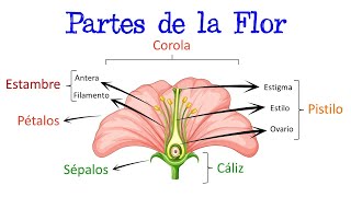 🌷 Partes de la Flor y sus Funciones 🌻 Fácil y Rápido  BIOLOGÍA [upl. by Willin343]